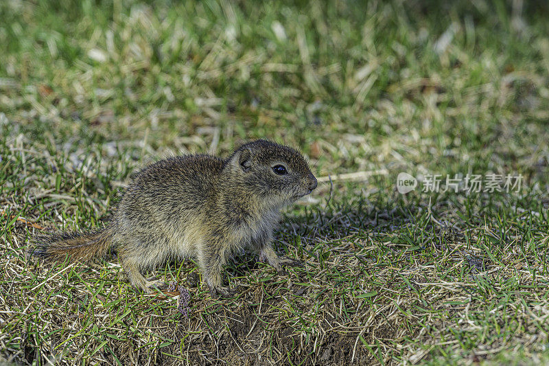 贝尔丁地松鼠(urrocitellus beldingi)，也被称为壶肠鼠，鼠尾草鼠或尖桩鼠，是一种生活在美国西部山区的松鼠。马勒尔国家野生动物保护区，俄勒冈州。啮齿目、科。